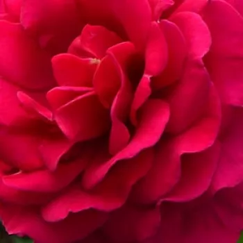 Web trgovina ruža - hibridna čajevka - ruža intenzivnog mirisa - aroma meda - Abbaye de Beaulieu - ružičasta - (80-100 cm)
