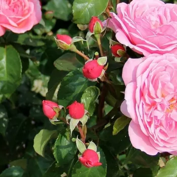 CLAIRE – rózsaszín virágágyi grandiflora rózsa - Rateau