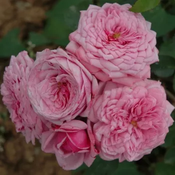 Finom, pasztell tónusú közép rózsaszín, enyhén márványos hatással. - virágágyi grandiflora rózsa - nagyon gyenge, alig érezhető illatú rózsa - finom, enyhén édes karakterű