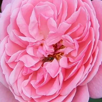 Rózsa kertészet - rózsaszín - nagyon gyenge, alig érezhető illatú rózsa - Claire - virágágyi grandiflora rózsa - (110-150 cm)
