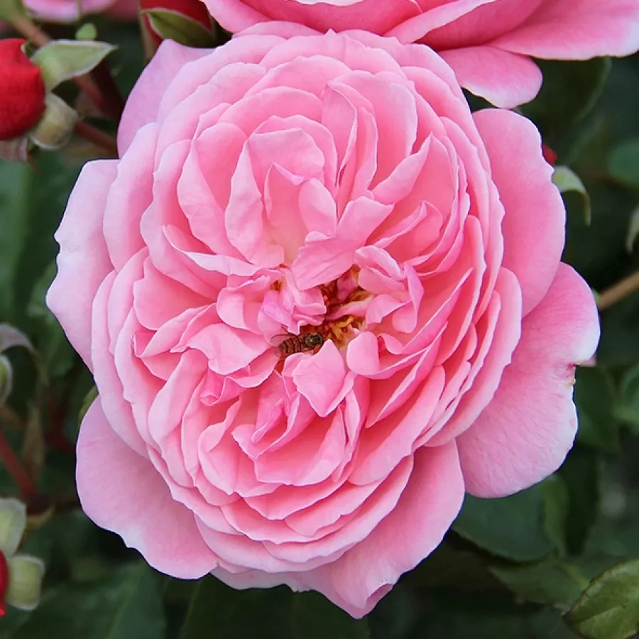 Vrtnica brez vonja - Roza - Claire - vrtnice online
