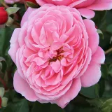 Róża rabatowa grandiflora - floribunda - róża bez zapachu - sadzonki róż sklep internetowy - online - Rosa Claire - różowy