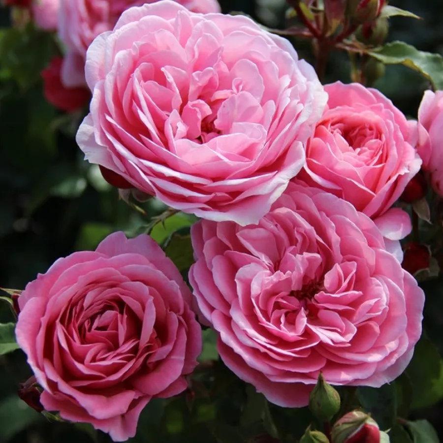 Vrtnica grandiflora - floribunda za cvetlično gredo - Roza - Claire - vrtnice - proizvodnja in spletna prodaja sadik