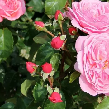 Rosa Claire - różowy - róża rabatowa grandiflora - floribunda