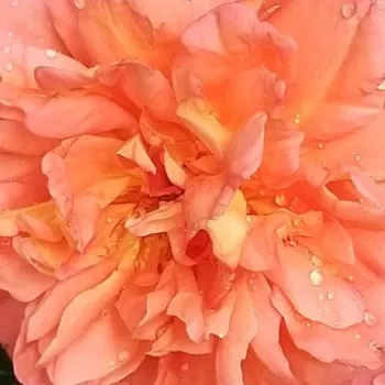 Online rózsa vásárlás - narancs - erőteljes, jól érezhető illatú rózsa - Jardin d'Entéoulet - virágágyi grandiflora rózsa - (120-160 cm)