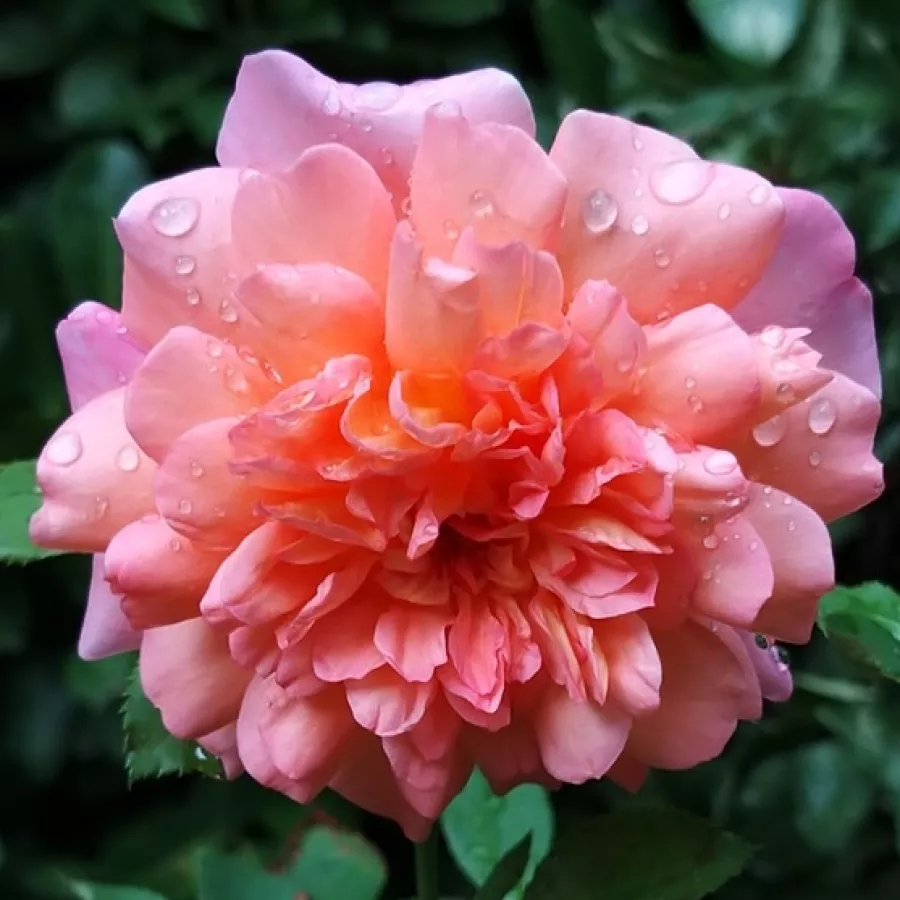 Ruža intenzivnog mirisa - Ruža - Jardin d'Entéoulet - sadnice ruža - proizvodnja i prodaja sadnica