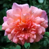 Virágágyi grandiflora - floribunda rózsa - intenzív illatú rózsa - - - kertészeti webáruház - Rosa Jardin d'Entéoulet - rózsaszín