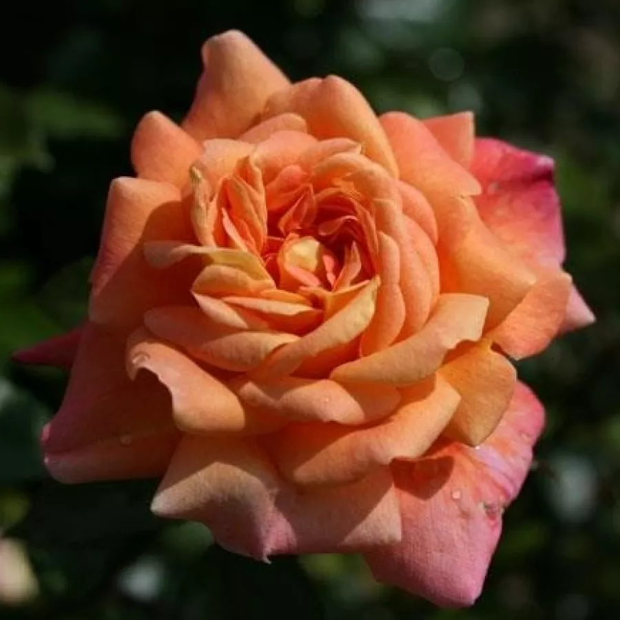 Vrtnica grandiflora - floribunda za cvetlično gredo - Roza - Jardin d'Entéoulet - vrtnice - proizvodnja in spletna prodaja sadik