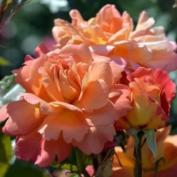 Rosa Jardin d'Entéoulet - rózsaszín - virágágyi grandiflora - floribunda rózsa