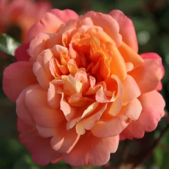 Pfirsich - orangefarbener farbton - beetrose grandiflora – floribundarose - rose mit intensivem duft - violett-aroma