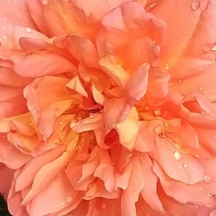 Csésze - Rózsa - Jardin d'Entéoulet - online rózsa vásárlás