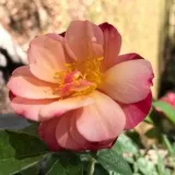 Dunkelrot - gelb - beetrose polyantha - - - - - Rosa Léonie Lamesch - rosen online kaufen