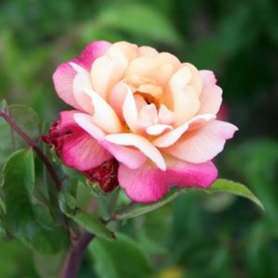 Róża rabatowa polianta - Róża - Léonie Lamesch - sadzonki róż sklep internetowy - online