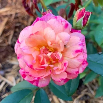 Rosa Léonie Lamesch - vörös - sárga - virágágyi polianta rózsa