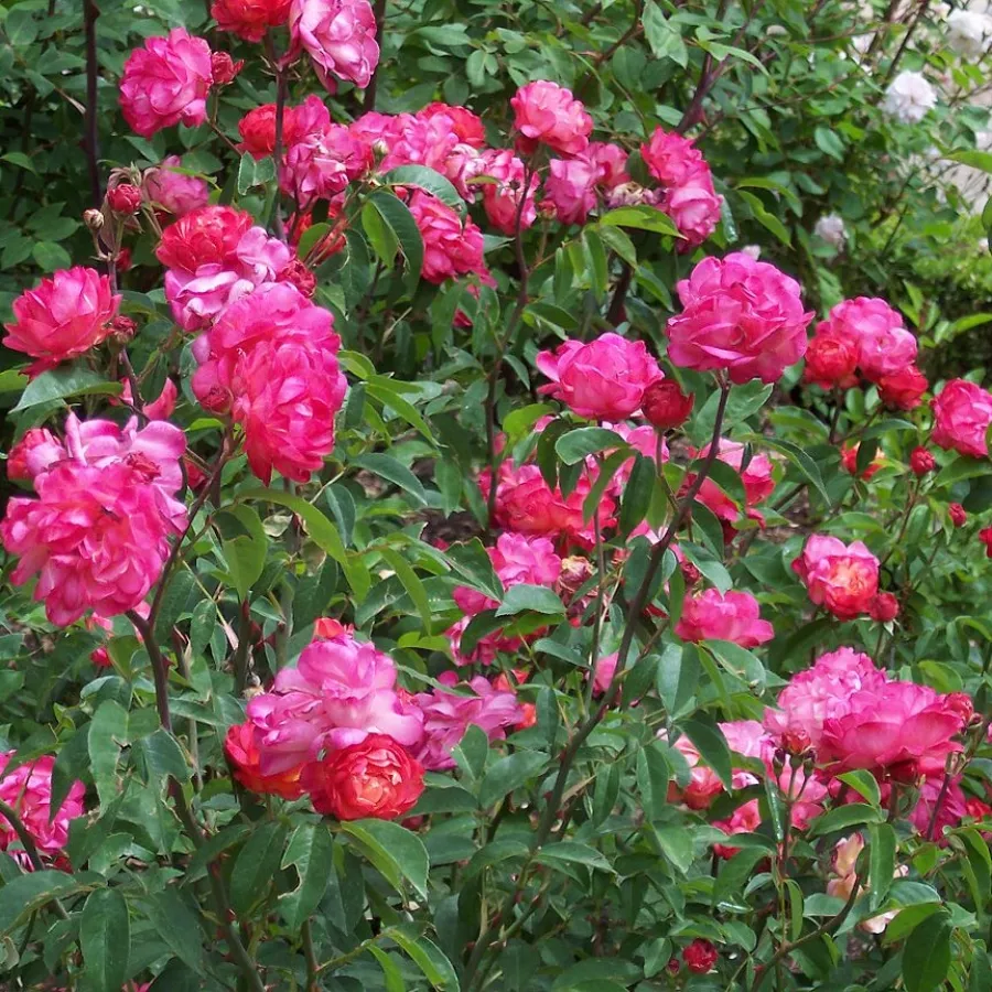 Telt virágú - Rózsa - Léonie Lamesch - online rózsa vásárlás