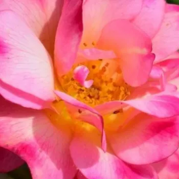 Rózsa kertészet - vörös - sárga - virágágyi polianta rózsa - - - - - Léonie Lamesch - (60-150 cm)