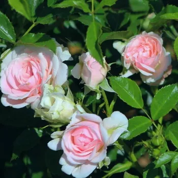 ROUSEFRËNN – rózsaszín virágágyi floribunda rózsa - Żyła