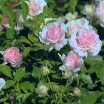 Finom, áttetsző halvány rózsaszín árnyalatú, egységes tónusú felszín. - virágágyi floribunda rózsa - erős, hosszan tartó illatú rózsa - málnás, gyümölcsös aromájú