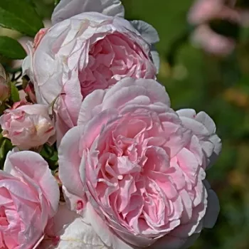 Rózsa kertészet - rózsaszín - erős, hosszan tartó illatú rózsa - Rousefrënn - virágágyi floribunda rózsa - (40-60 cm)