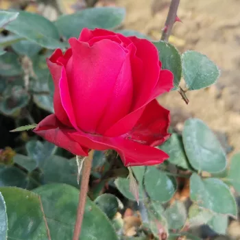 PRESTIGE DE BELLEGARDE – piros virágágyi floribunda rózsa - Ève