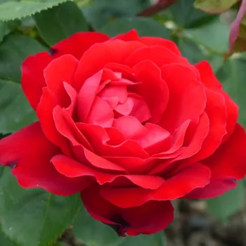 Tiszta, ragyogó piros árnyalat, melléktónusok nélkül. - virágágyi floribunda rózsa - illattalan rózsa - nincs érezhető aroma
