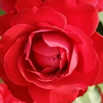 Rózsák webáruháza. - piros - illattalan rózsa - Prestige de Bellegarde - virágágyi floribunda rózsa - (60-90 cm)