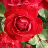 Róża rabatowa floribunda - róża bez zapachu - sadzonki róż sklep internetowy - online - Rosa Prestige de Bellegarde - rudy