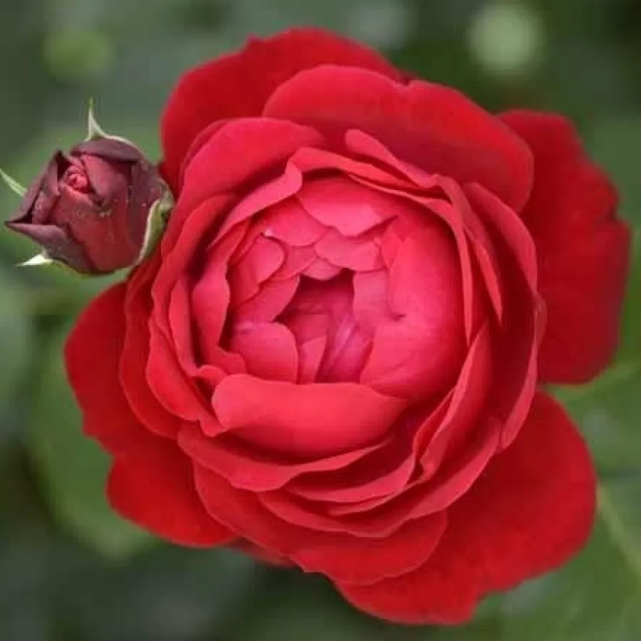 Róża rabatowa floribunda - Róża - Prestige de Bellegarde - sadzonki róż sklep internetowy - online