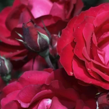 Rosa Prestige de Bellegarde - vörös - virágágyi floribunda rózsa