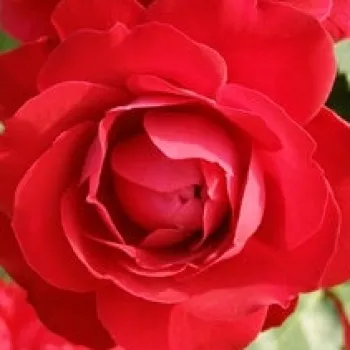 Online rózsa kertészet - vörös - virágágyi floribunda rózsa - nem illatos rózsa - Prestige de Bellegarde - (70-80 cm)