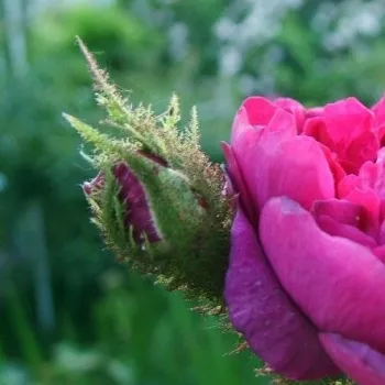 EUGÉNIE GUINOISSEAU – purpurrote historische Moosrose - Guinoisseau-Flon