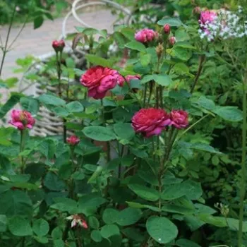 Die Außenseite der Blütenblätter ist tief himbeerrot, innen mit einem purpurvioletten Schimmer. - historische, moosrose - kräftige, gut wahrnehmbare duftrose - leicht süßlich, beerenfruchtig