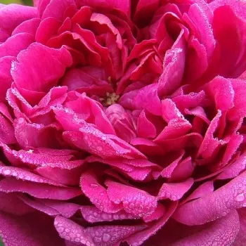 Rosen Online Gärtnerei - karmesinrot - kräftige, gut wahrnehmbare duftrose - Eugénie Guinoisseau - historische, moosrose - (150-220 cm)