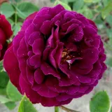 Historyczna - róża mchowa - róża o dyskretnym zapachu - owocowy zapach - sadzonki róż sklep internetowy - online - Rosa Eugénie Guinoisseau - różowy