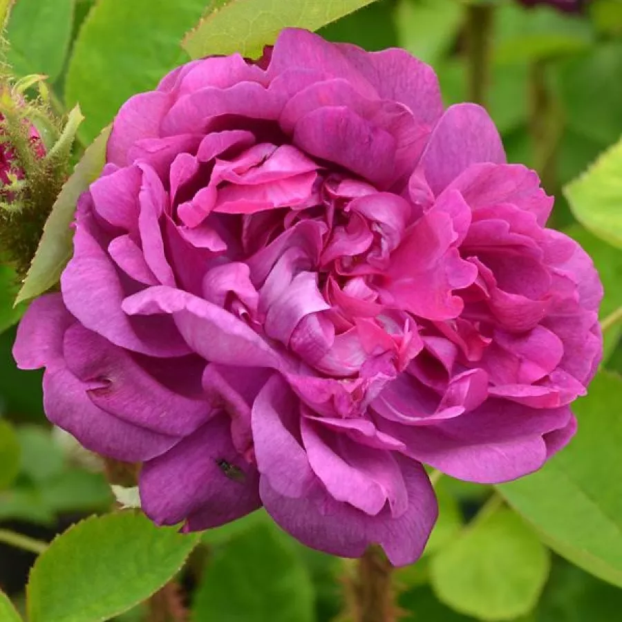 Historyczna - róża mchowa - Róża - Eugénie Guinoisseau - sadzonki róż sklep internetowy - online