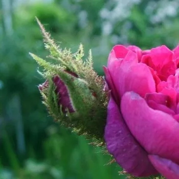 Rosa Eugénie Guinoisseau - ružičasta - starinska - mahovinasta ruža