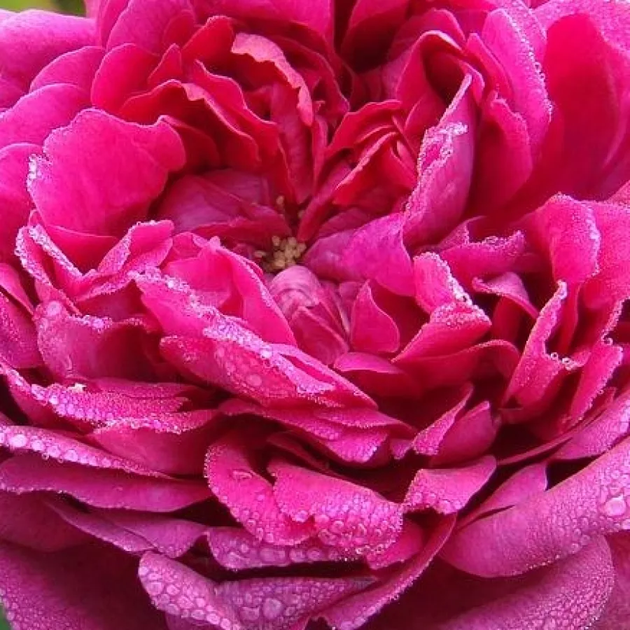 Rozettás - Rózsa - Eugénie Guinoisseau - online rózsa vásárlás
