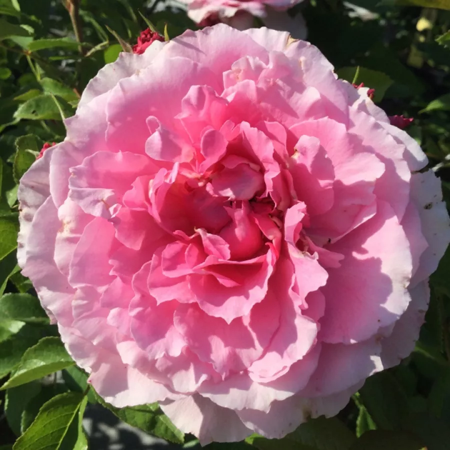 Ruža diskretnog mirisa - Ruža - Evesorja - sadnice ruža - proizvodnja i prodaja sadnica