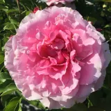 Grandiflora - floribunda ruža za gredice - ruža diskretnog mirisa - - - sadnice ruža - proizvodnja i prodaja sadnica - Rosa Evesorja - ružičasta