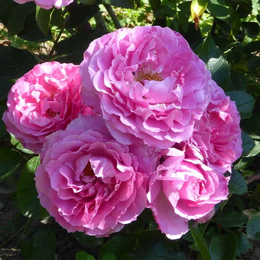 Vrtnica grandiflora - floribunda za cvetlično gredo - Roza - Evesorja - vrtnice online