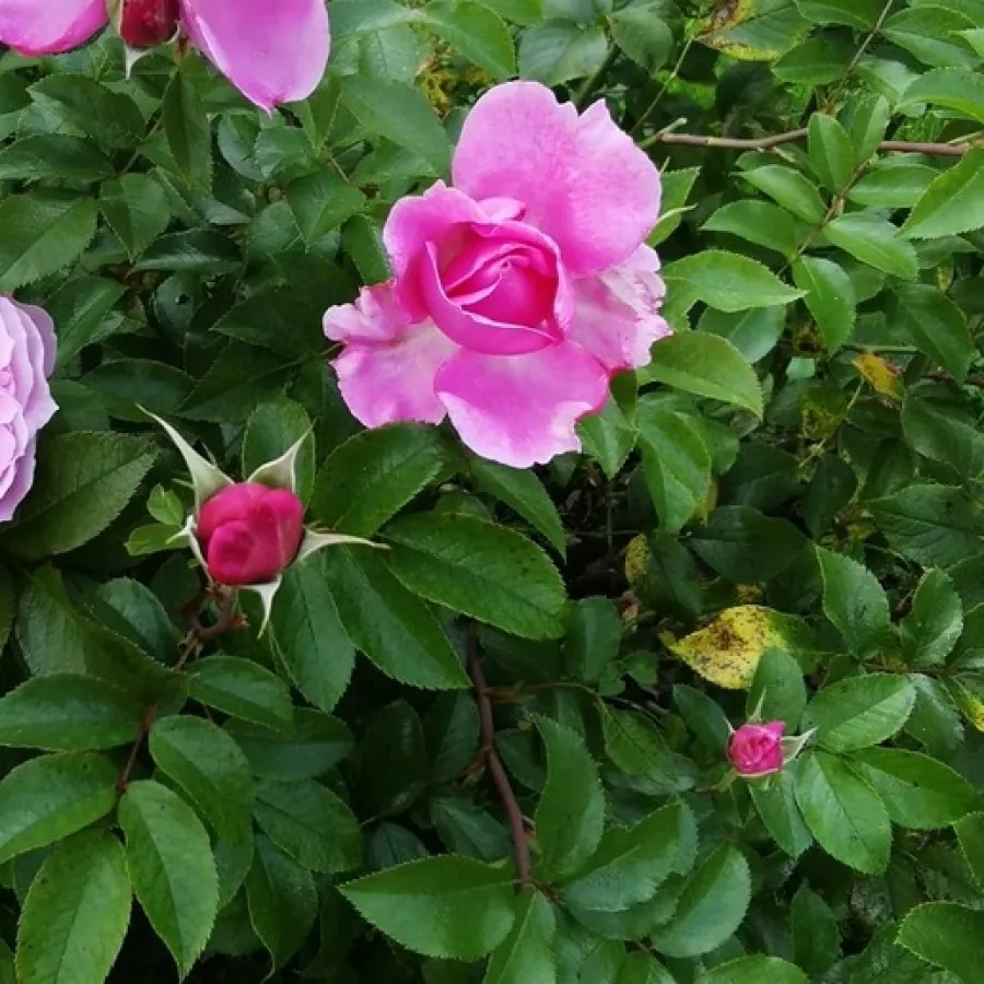 Rózsaszín - Rózsa - Evesorja - online rózsa vásárlás