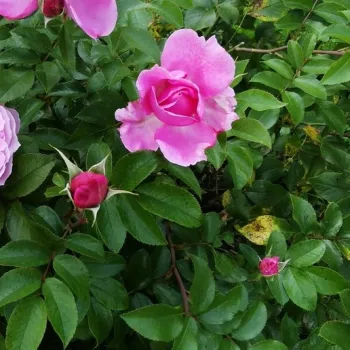 Rosa Evesorja - ružičasta - grandiflora - floribunda ruža za gredice
