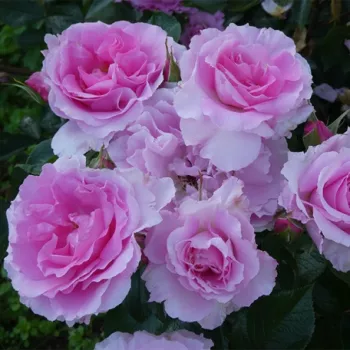 Rózsaszín - virágágyi grandiflora - floribunda rózsa - diszkrét illatú rózsa - -