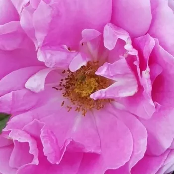 Online rózsa vásárlás - rózsaszín - virágágyi grandiflora - floribunda rózsa - diszkrét illatú rózsa - -- - Evesorja - (80-120 cm)
