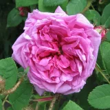 Historyczna - róża mchowa - róża o dyskretnym zapachu - zapach herbaty - sadzonki róż sklep internetowy - online - Rosa Julie de Mersan - różowy