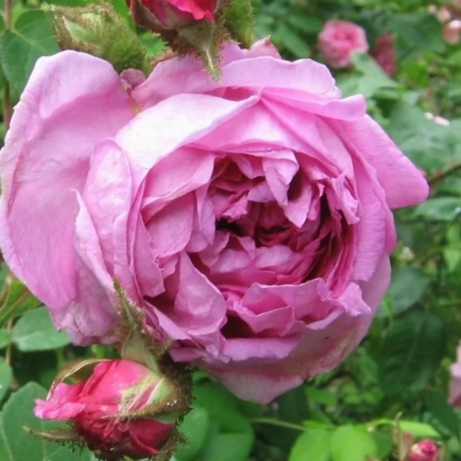 Rosales antiguos - musgo (musgosos) - Rosa - Julie de Mersan - comprar rosales online