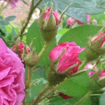 Rosa Julie de Mersan - rózsaszín - történelmi - moha rózsa