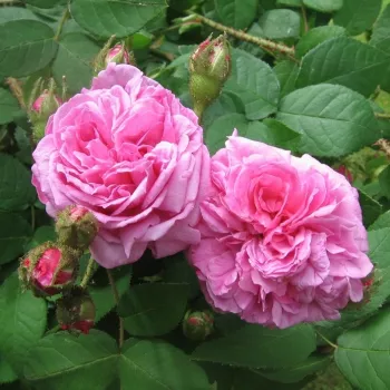 Rózsaszín - történelmi - moha rózsa - diszkrét illatú rózsa - tea aromájú