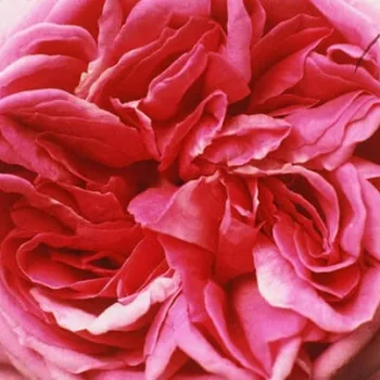 Rosen-webshop - rosa - historische – moosrose - rose mit diskretem duft - teearoma - Julie de Mersan - (120-140 cm)