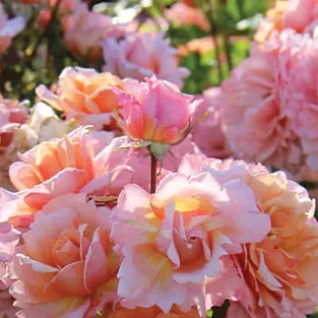 EVECOT – pfirsichrosa Teehybride Rose - Rateau
